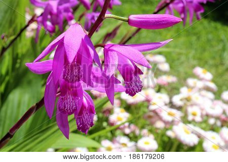 beautiful lilac flower bletilla on blurred background