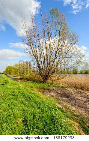 Budding willow shrub with fresh green young leaves at the bank of a river. In the foreground are many brown and yellow colored broken reed stems. It is springtime now.