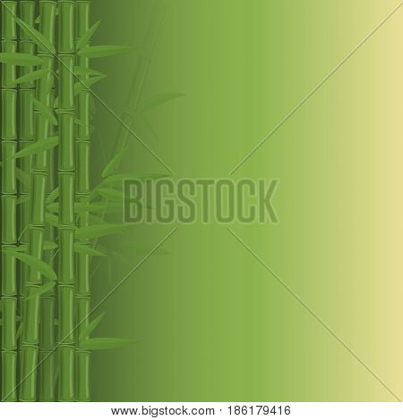 Bamboo jungle on green background. Vector illustration.