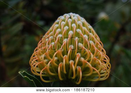 Very pretty unusual golden protea flower about to bloom.