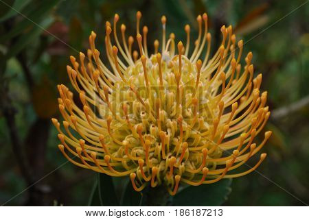 Garden with a blooming golden yellow protea flower blossom.