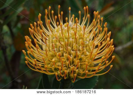 Tropical garden with a golden protea flower blossom.