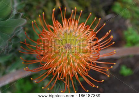 Garden with flowering and blooming orange protea flowers.