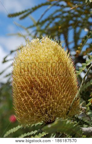 Fantastic spikey golden yellow protea flower head in bloom.