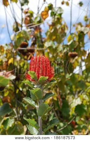 Tropical garden with a flowering red protea blossom.