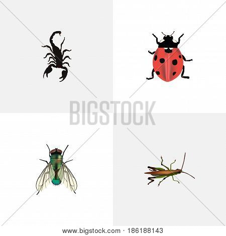 Realistic Poisonous, Locust, Ladybird And Other Vector Elements. Set Of Insect Realistic Symbols Also Includes Jewel, Poisonous, Locust Objects.