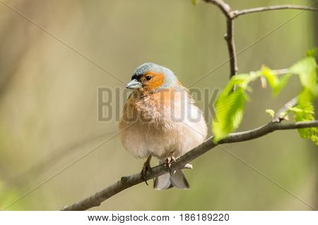 The picture shows a chaffinch on a branch