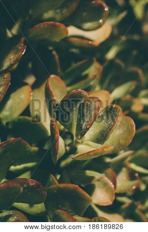 Succulents background. Texture of green wet succulents. Leaves texture & background. Macro view of green wet succulents. Abstract texture & background for designers. Organic texture. Natural pattern.