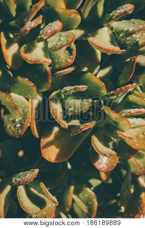 Succulents background. Texture of green wet succulents. Leaves texture & background. Macro view of green wet succulents. Abstract texture & background for designers. Organic texture. Natural pattern.
