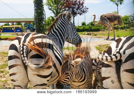 A zebra family and ostrich. Tail view