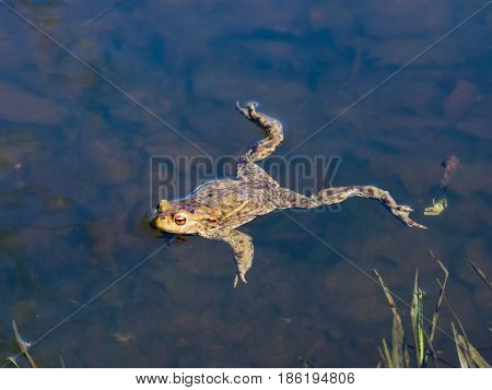 Common or European toad Bufo bufo in early spring close-up portrait in water selective focus shallow DOF.