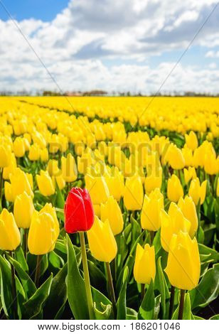 One pigheaded red tulip blooming on the edge of a Dutch field with only yellow tulip flowers. It is a sunny day at the beginning of the spring season.