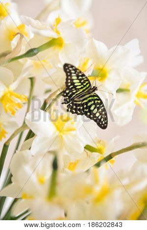 white daffodils with butterflies, spring background of flowers.