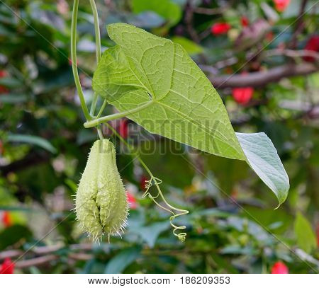 Plants At The Park