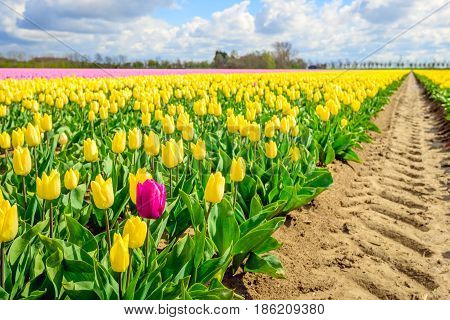 One pigheaded red tulip blooming on the edge of a Dutch field with in the foreground only yellow tulip flowers. In the background are pink flowering tulip blooms too.