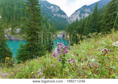 Purple flower on a background of a mountain river flowing into the lake the natural beauty of Kazakhstan