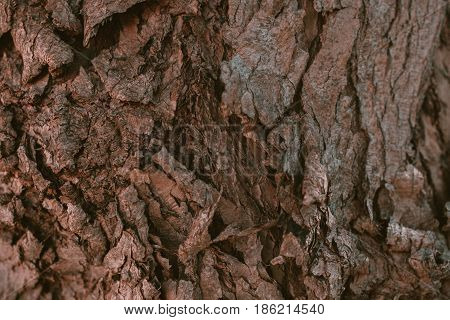 Schinus molle bark texture. California Pepper tree bark. Peruvian pepper. Abstract texture and background from Schunis molle tree bark. Macro view of pepper tree bark texture.