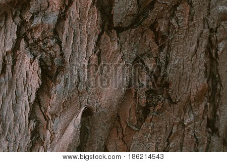 Schinus molle bark texture. California Pepper tree bark. Peruvian pepper. Abstract texture and background from Schunis molle tree bark. Macro view of pepper tree bark texture.