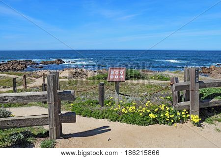 PACIFIC GROVE CALIFORNIA - MARCH 17 2017: Walkway fence sign and early spring wildflowers with people surf and rocks in the background of the park at Asilomar State Beach on the Monterey Peninsula