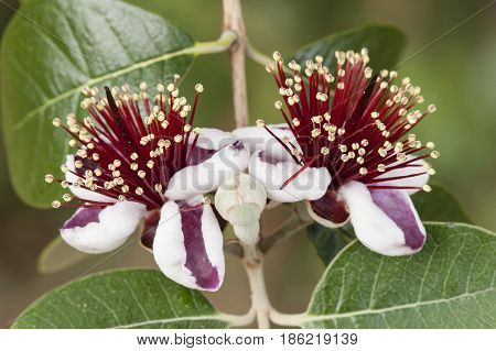 Flowers of Acca sellowiana flowering plant in the myrtle family Myrtaceae native to South america feijoa pineapple guava guavasteen.