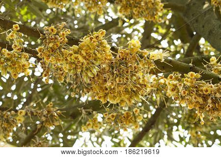 Durian flowers bud on durian tree in agriculture garden