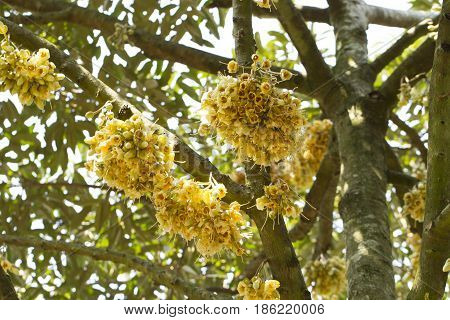 Durian flowers bud on durian tree in agriculture garden