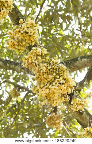Durian flowers bud on durian tree in agriculture garden