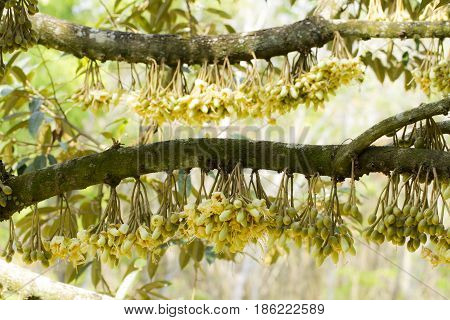 Durian Flowers Bud On Durian Tree (selective Focus)