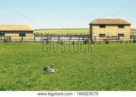Beautiful pasture with green grass and pearl-hen birds on farm