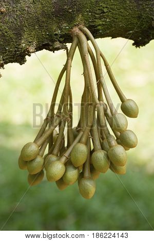 Durian flowers bud on durian tree in garden