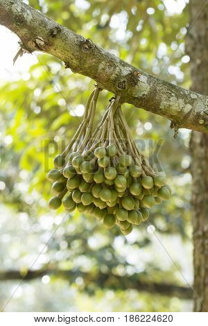 Durian flowers bud on durian tree in garden