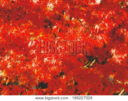 Maple Leaves