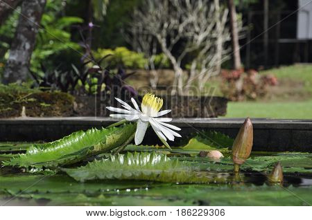 White water Lily blooming in a Park in Thailand
