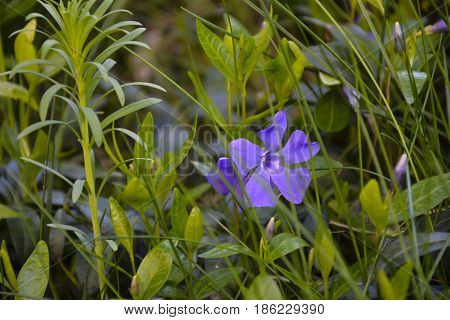 Spring flowers bloomed in the city park