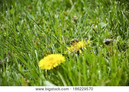 Spring flowers bloomed in the city park