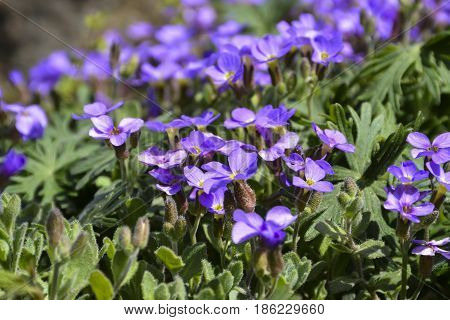 Spring flowers bloomed in the city park