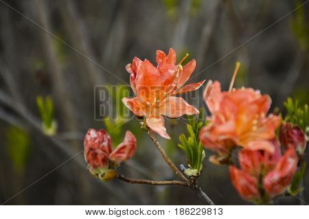 Spring flowers bloomed in the city park