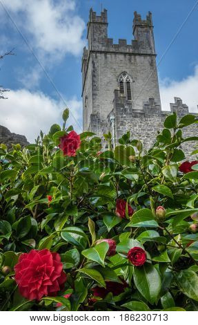 Old St Mary Cathedral in Limerick, Ireland, with blooming purple flowers in the foreground