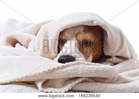 Sad Sick Dog Under A Blanket