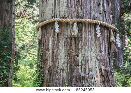 Sacred Japanese tree on Mount Haguro hiking trail