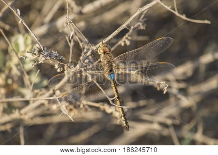 A large dragonfly sits on a dry branch