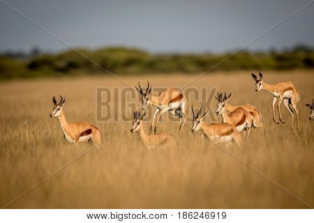 Springboks Pronking In The Central Kalahari.