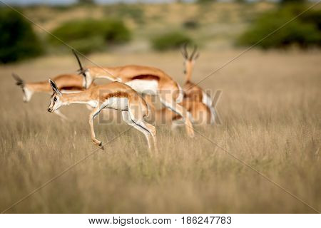 Springboks Pronking In The Central Kalahari.