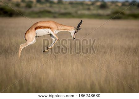 Springbok Pronking In The Central Kalahari.