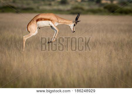 Springbok Pronking In The Central Kalahari.