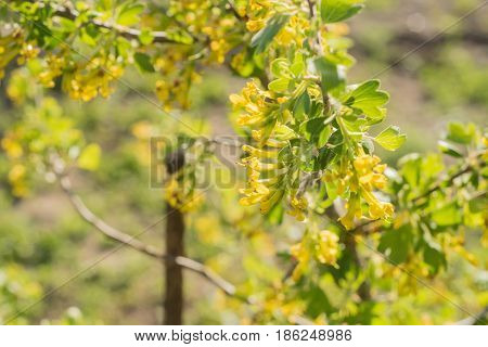 Blossoming of blackcurrant or Ribes nigrum with yellow flowers
