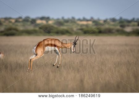 Springbok Pronking In The Central Kalahari.