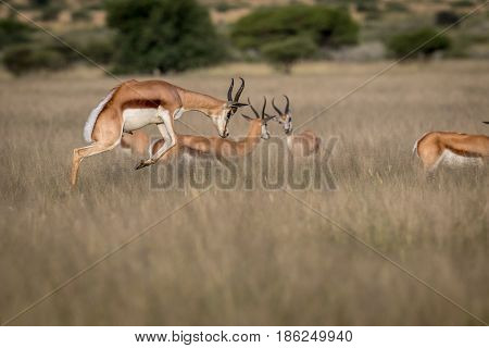 Springbok Pronking In The Central Kalahari.