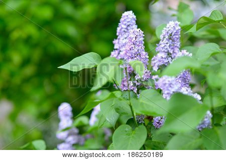 Lilac. Beauty in nature. Lilac garden. Spring flowers background.