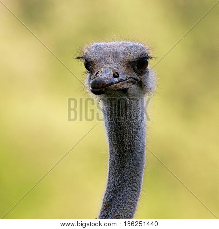 Close up of an ostrich face with bits of food stuck around its face and bulging eyes. With space for text.